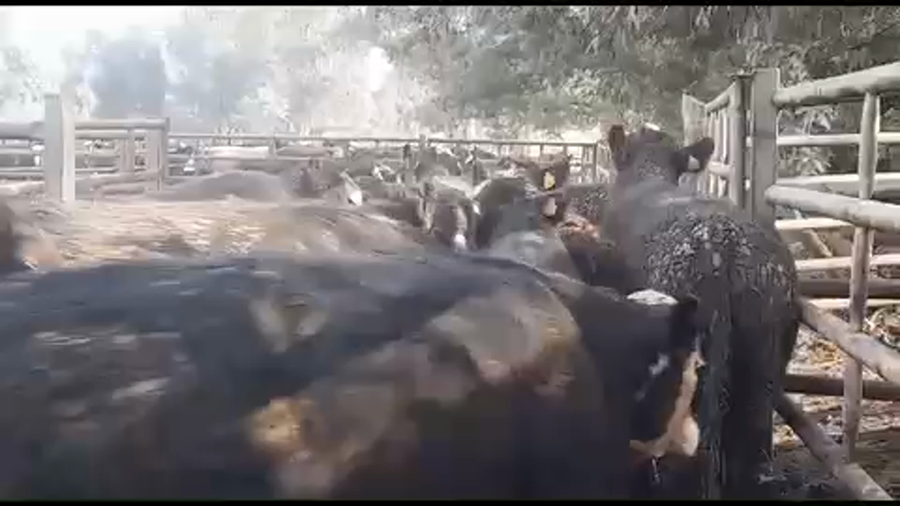 Lote 45 Novillo Gordo en Linares, VII  Región Maule