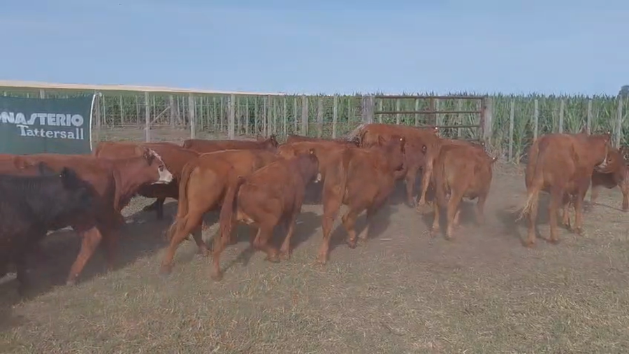 Lote 77 Terneros/as en Chillar