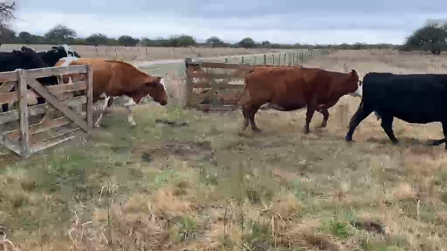 Lote 30 Vacas de invernar en Santa Fe, Helvecia