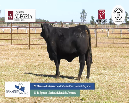 Lote ALEGRIA 5286 I