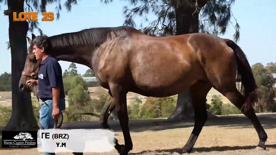 Lote PALPITANTE (BRZ)