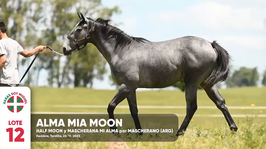 Lote ALMA MIA MOON