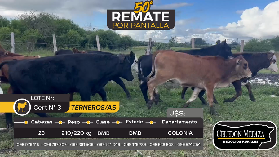 Lote 23 Terneros y Terneras en Nueva Palmira, Colonia