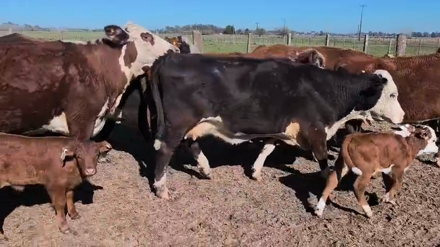 Lote 35 Vacas CUT con cría