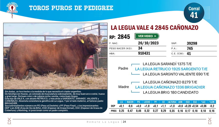 Lote TOROS ANGUS  PP