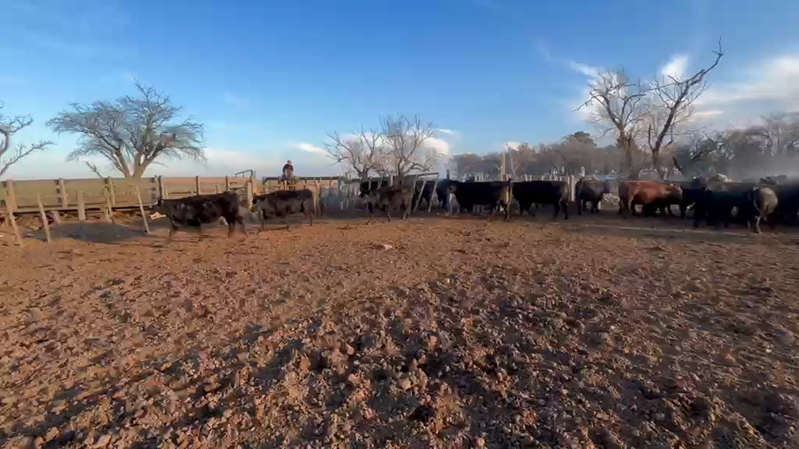 Lote 82 Vaquillonas en Villa Huidobro