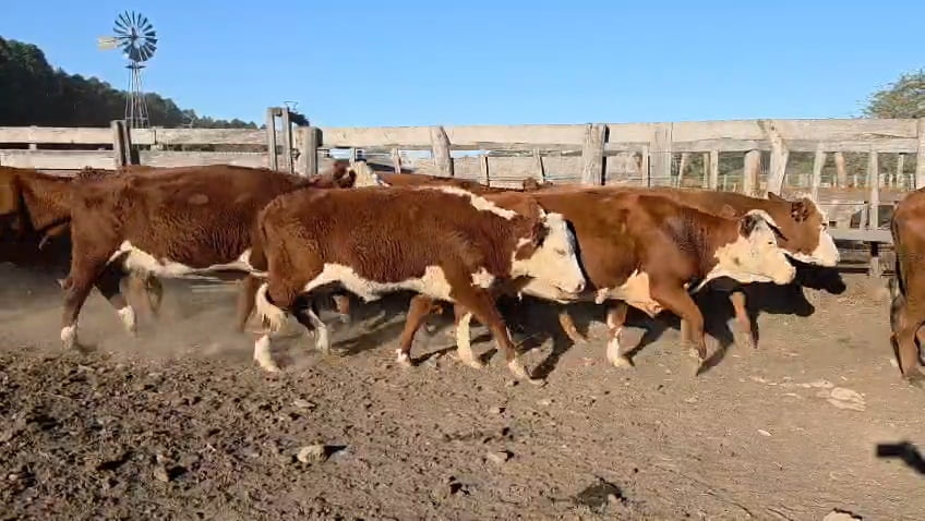 Lote 36 Vacas de invernar