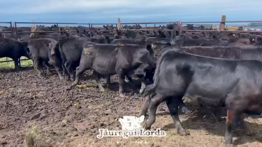 Lote 110 Terneros a término