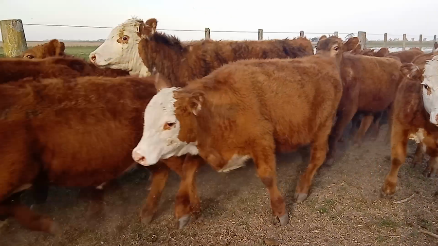 Lote 33 Terneros/as en Salazar, Buenos Aires