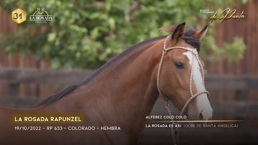 Lote LA ROSADA RAPUNZEL