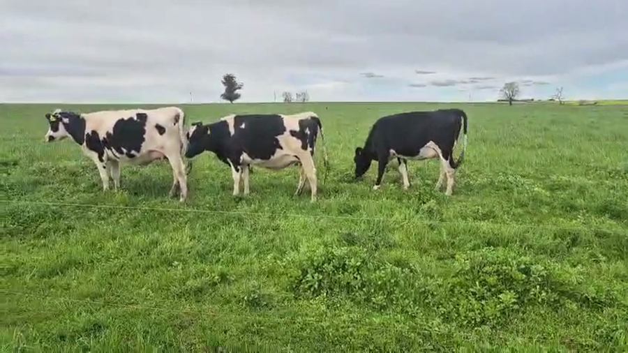 Lote 3 Vaquillonas  a remate en Pantalla Camy 480kg - , San José