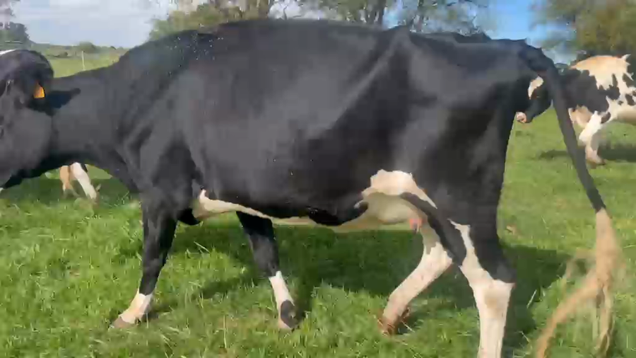 Lote Vaquillonas  a remate en Pantalla Camy 450kg - , San José