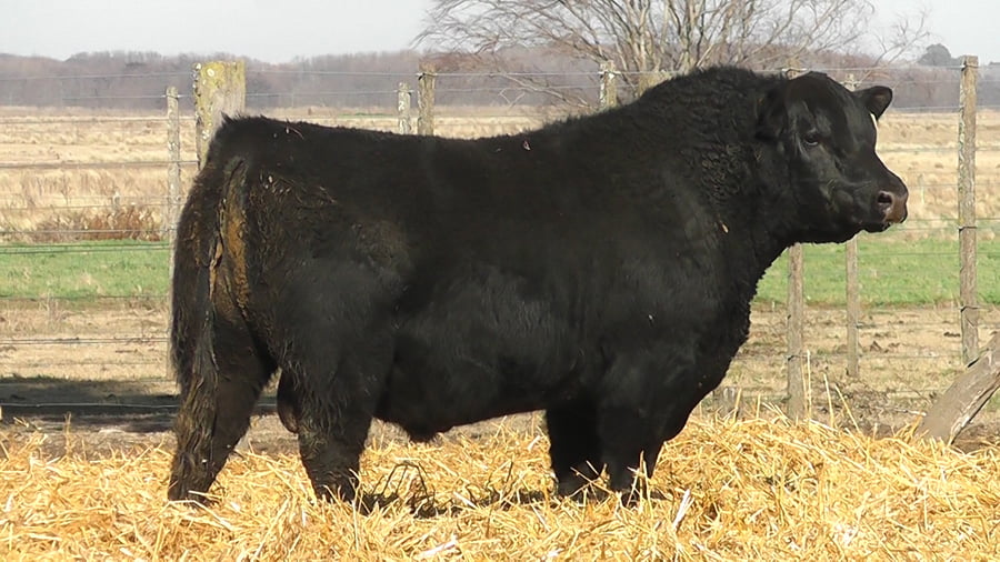 Lote TOROS PUROS POR CRUZA