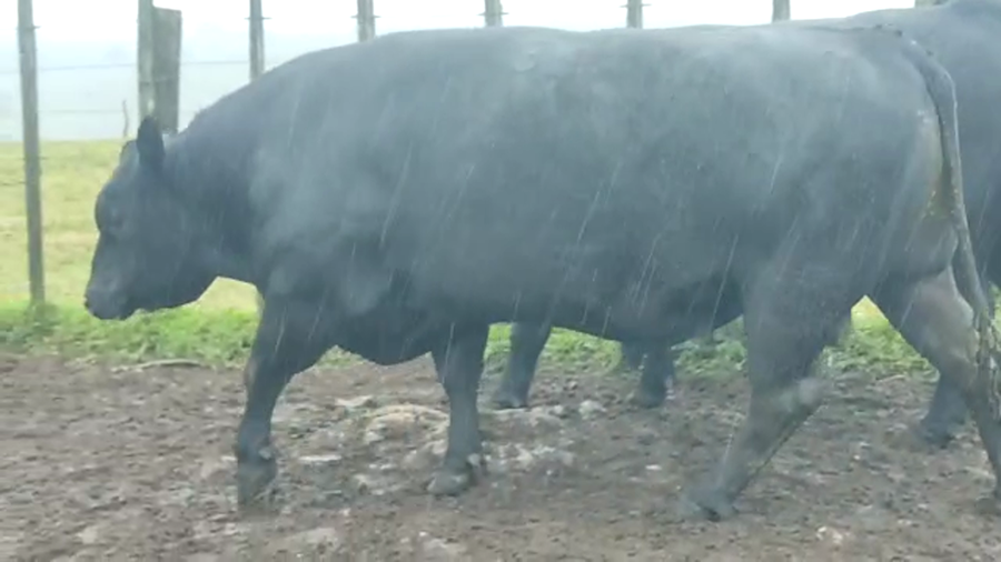 Lote Angus - La Quebrada