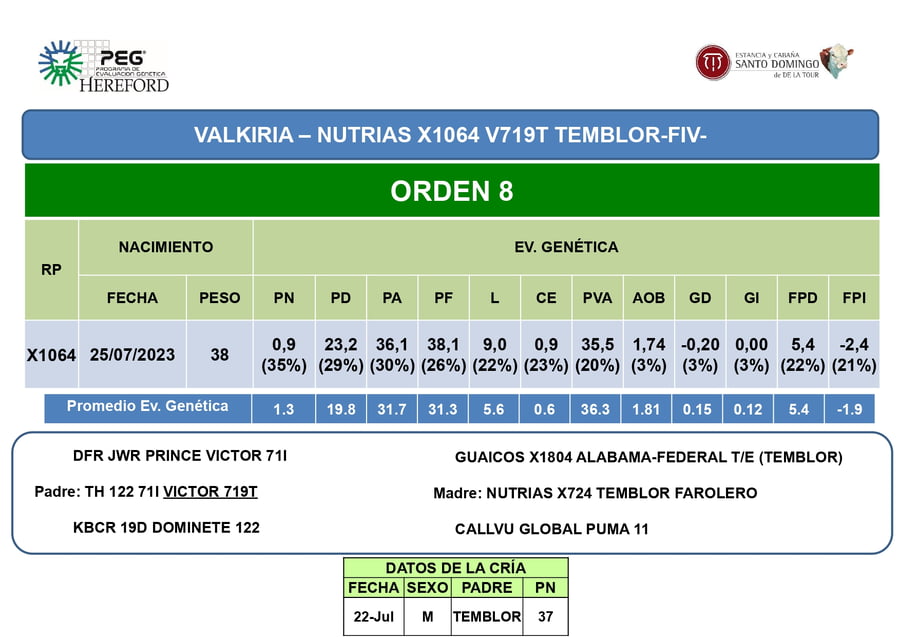 Lote Vaquillonas PP