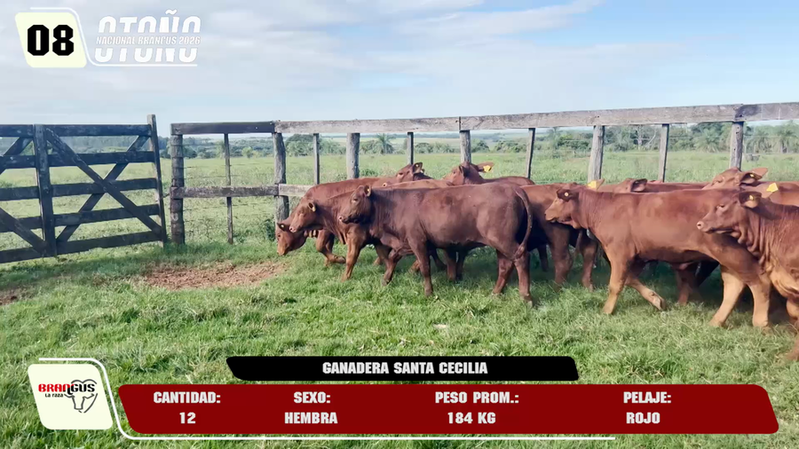 Lote LOTE 8