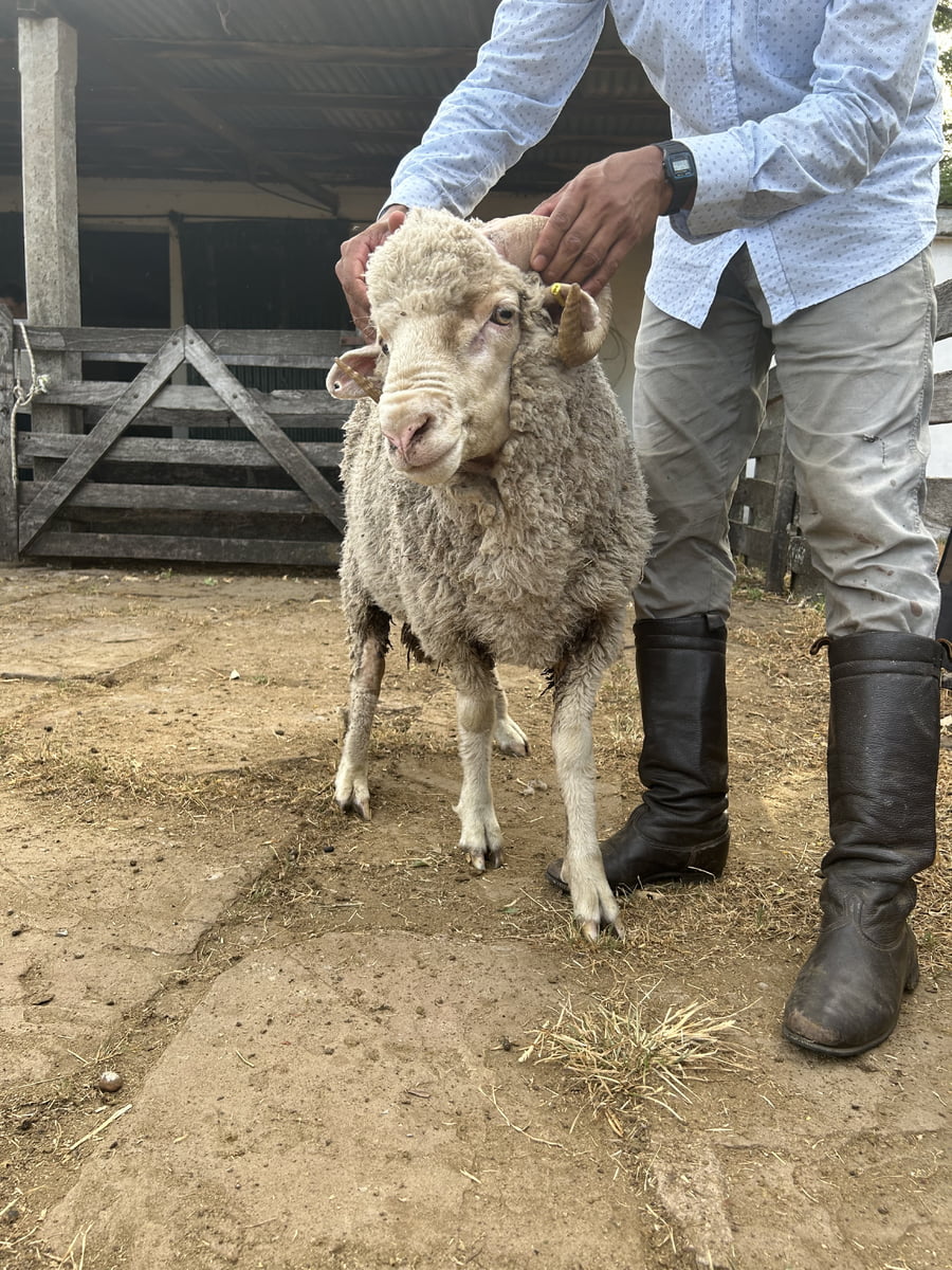 Lote Borrego 2D (MO: Si)
