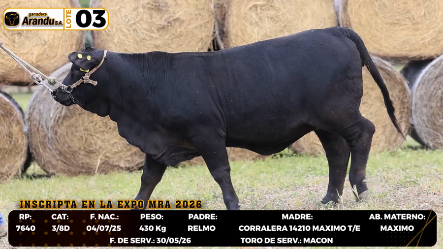 Lote LOTE 3