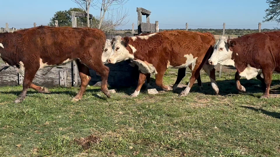 Lote 52 Vacas nuevas Preñadas en Corrientes, Monte Caseros
