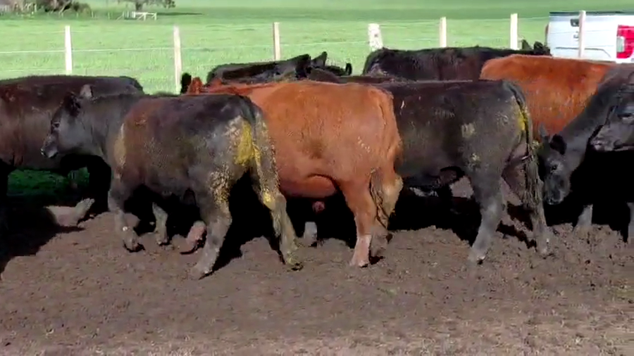 Lote 40 Novillitos en Buenos Aires, Chillar