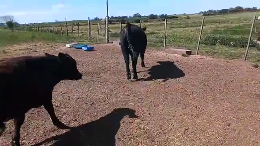 Lote 2 Terneros ANGUS a remate en REMATE POR PANTALLA 240kg - , San José