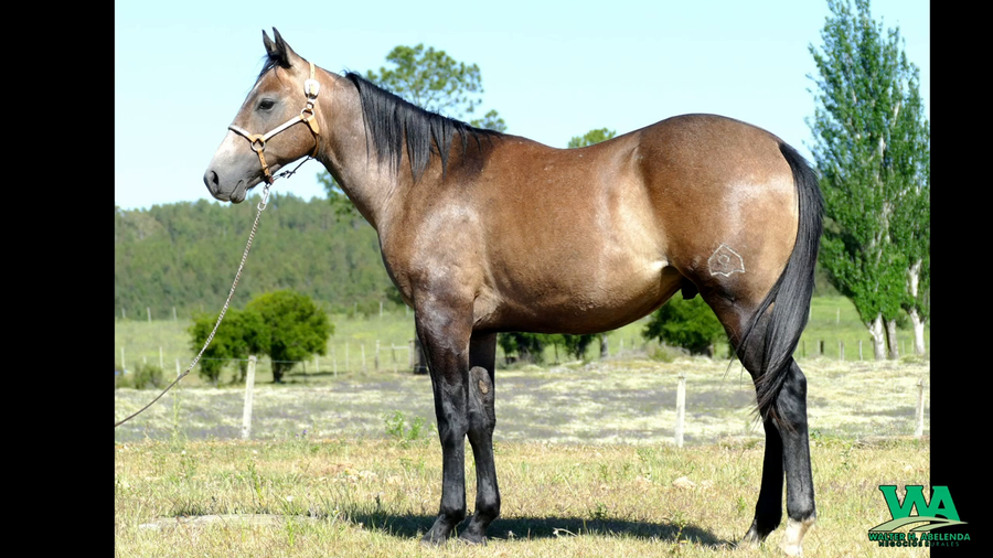 Lote VDA CEDRON DEL CIELO