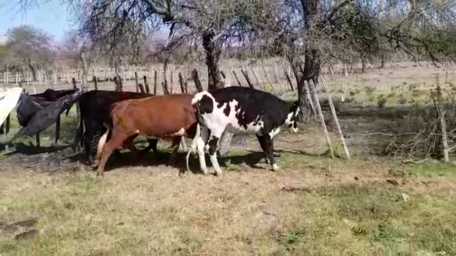 Lote (Vendido)3 Vaquillonas 1 a 2 años a remate en PANTALLA FEDERICO GARLAND 310kg -  en SANTA ELENA