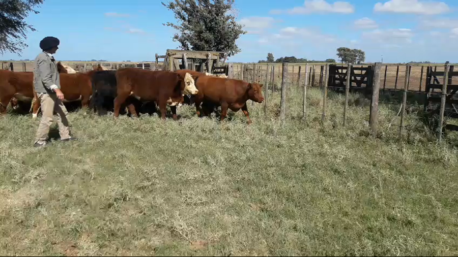 Lote 15 Novillitos