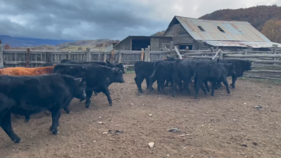 Lote 45 Ternero en Coyhaique, XI Región Aysén