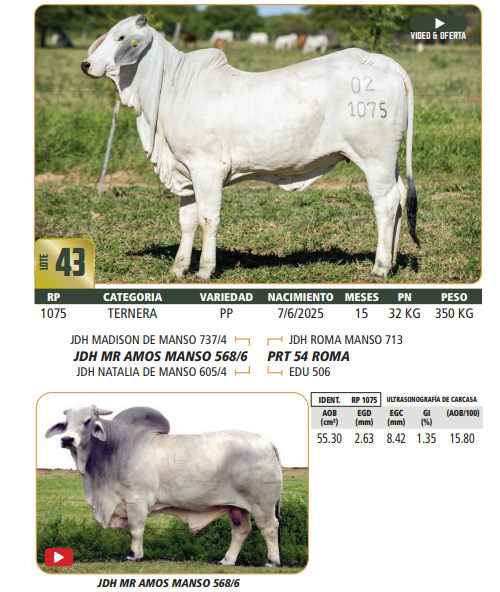 Lote LOTE 43