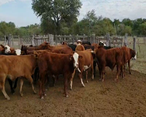 Lote 45 Terneros/as en Ramada Paso, Corrientes