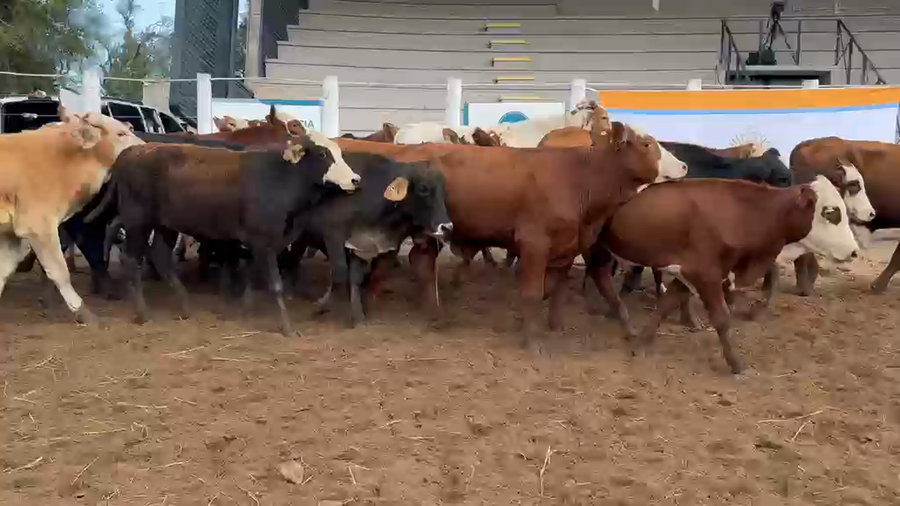 Lote 67 Terneros en Corrientes, Bella Vista