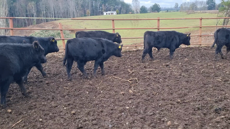 Lote 46 Ternero en Villarrica, IX Región Araucanía