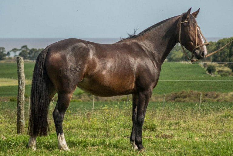 Lote CONSTANCIA RABONA 1646