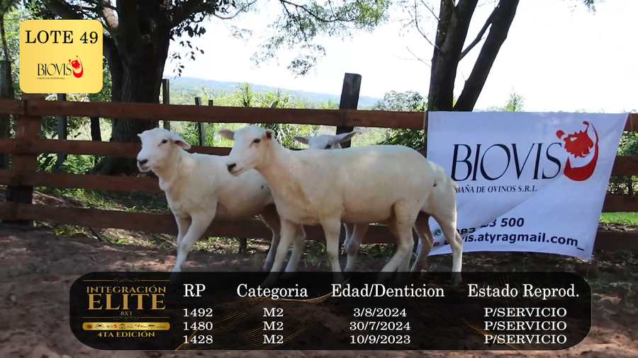 Lote LOTE 49
