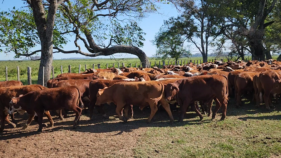 Lote 205 Terneros en Ituzaingó, Corrientes