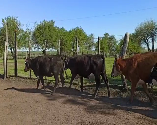 Lote Vacas Preñadas