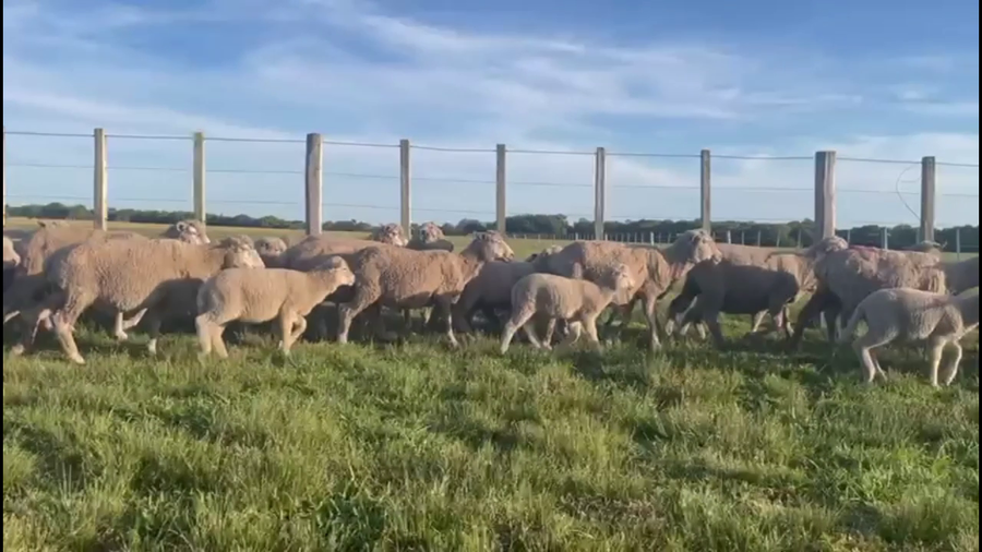 Lote OVEJAS PIEZAS DE CRÍA
