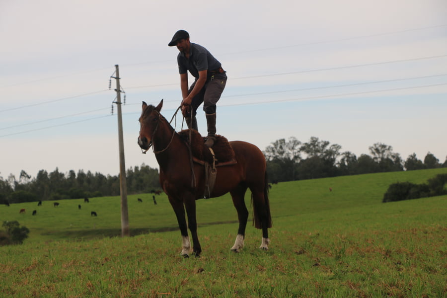 Lote SANTA GLORIA PICANTONA