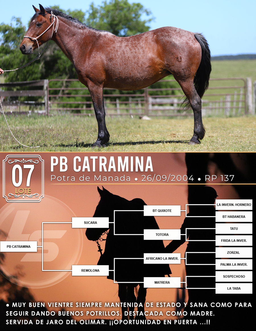 Lote PB CATRAMINA