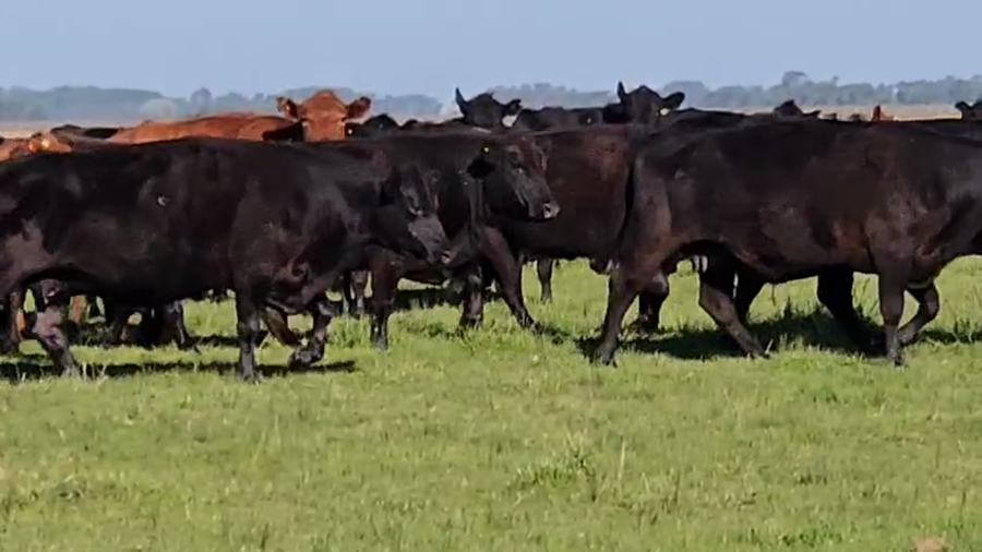 Lote 150 Vacas c/ garantia de preñez
