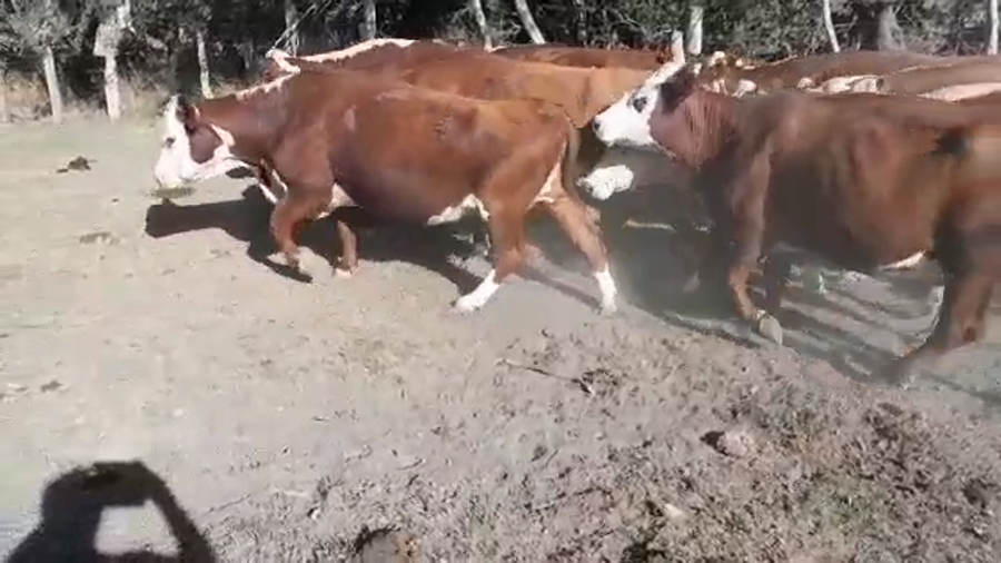 Lote 34 Vacas CUT preñadas en Federal, Entre Ríos