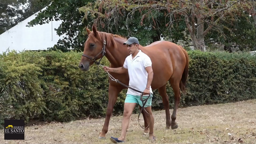 Lote BE PRECIOUS (BRZ)