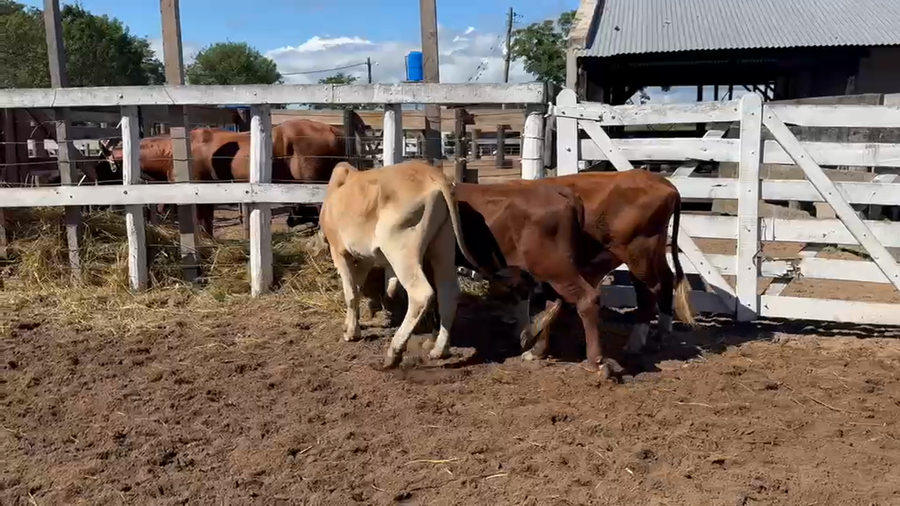 Lote 5 MEJ / Macho Entero Joven en Corrientes, Bella Vista