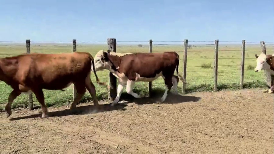 Lote NOVILLOS 2 A 3 AÑOS