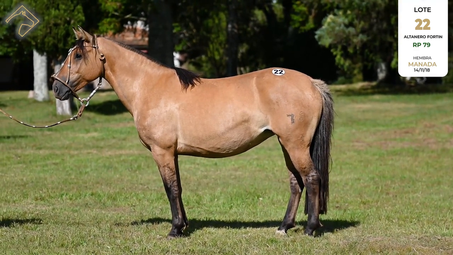 Lote ALTANERO FORTIN