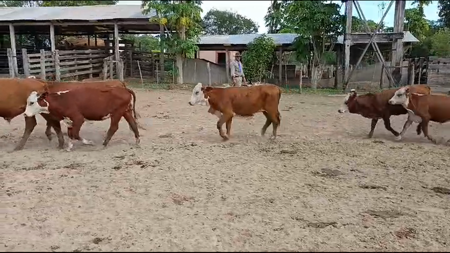 Lote 104 Terneros/as