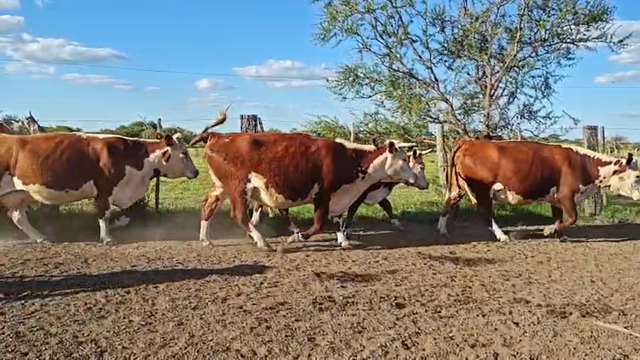 Lote 23 Vacas nuevas Preñadas en Corrientes, Curuzu Cuatia