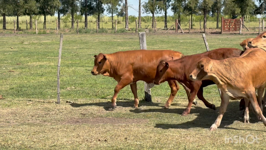 Lote 70 Terneros/as en Corrientes, Perugorría