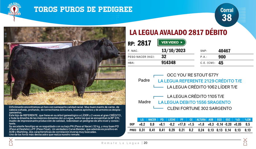 Lote TOROS ANGUS  PP